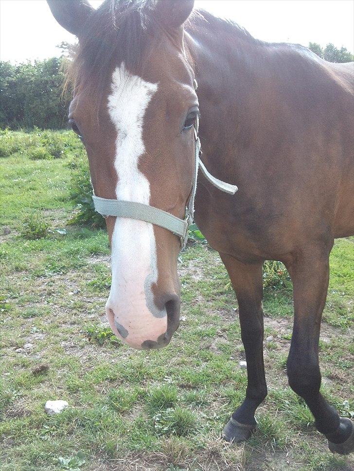 Dansk Varmblod Isabella billede 14