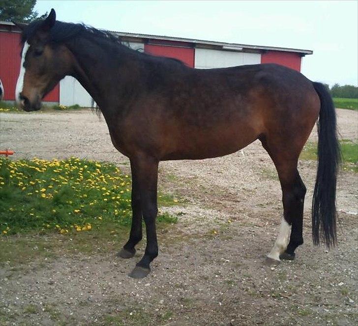 Dansk Varmblod Isabella billede 15