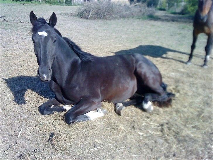Dansk Varmblod Lammehaven's Rosita (Baby) - Ros der ligger :D billede 17