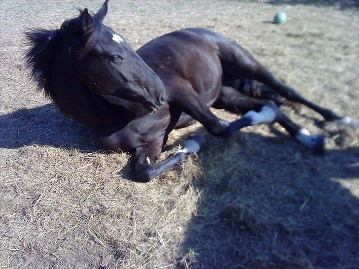 Dansk Varmblod Lammehaven's Rosita (Baby) - Rosse der ligger ned og kigger xb billede 18