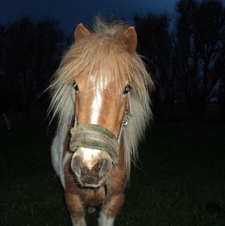 Shetlænder Mathilde billede 6