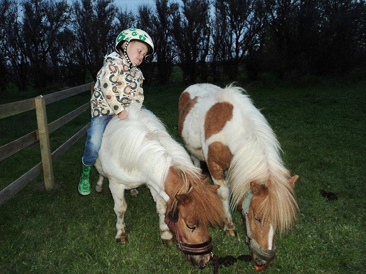 Shetlænder Ofelia billede 6