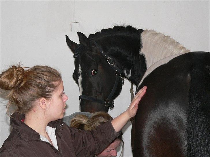 Pinto Mazzaratti billede 10