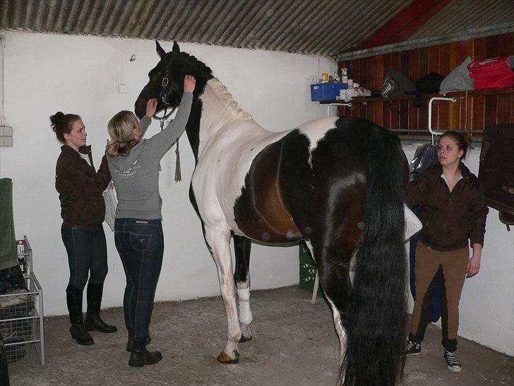 Pinto Mazzaratti billede 11