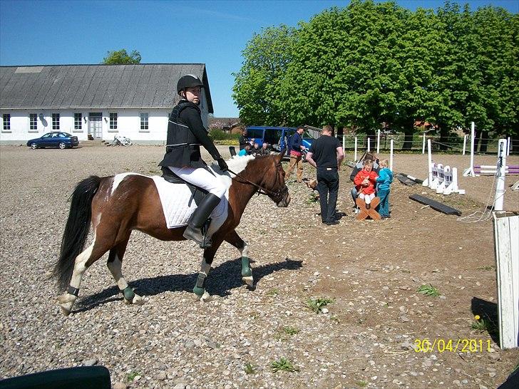 Anden særlig race Sabi  billede 2