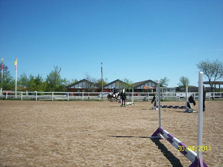 Anden særlig race Sabi  billede 3