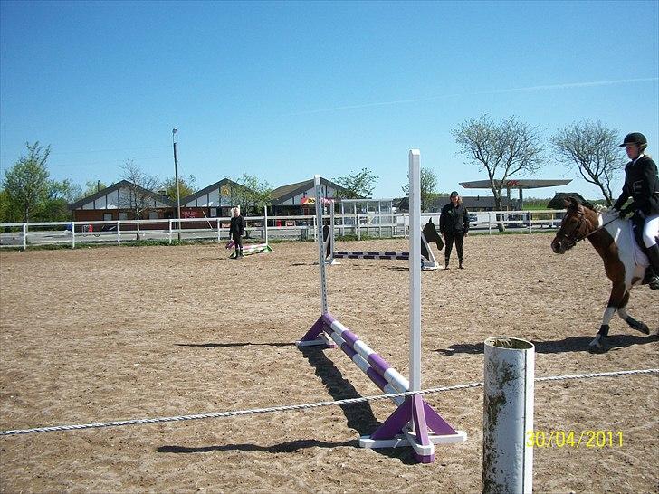 Anden særlig race Sabi  billede 4