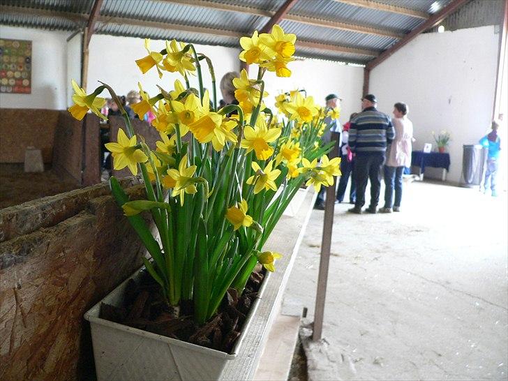 Pinto Mazzaratti billede 13