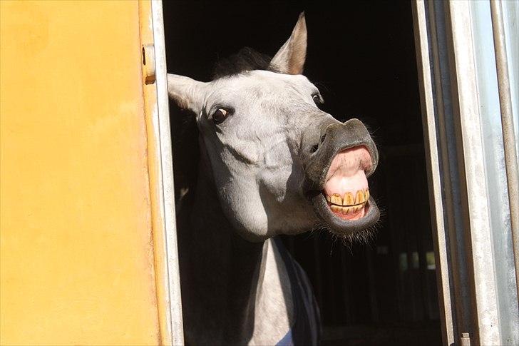 Hannoveraner Garantino 2000 - Nurh Tino om morgen d 6/5 2011, han kom til DK, kl. 3 om natten også skulle vi lige sige hej om morgen :) Vi fandt ligesom ud af at Tino ikke er en normal unghest :b billede 6