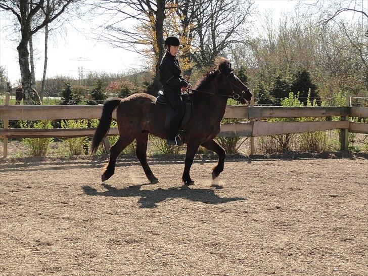 Islænder Djásni frá Fagranesi  billede 18