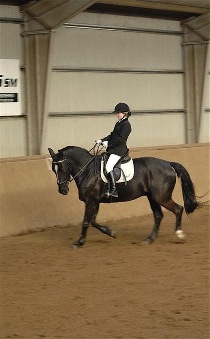 Oldenborg Max  - stævne  billede 9