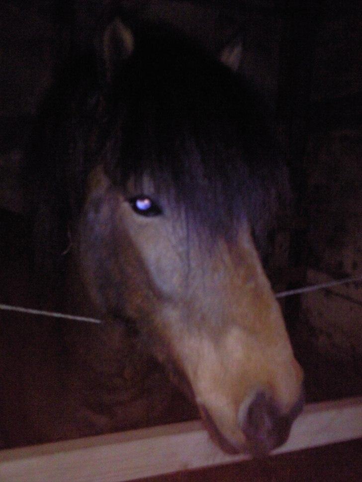 Islænder Jörfi fra Engimyri - Jörfi står i boks lige for tiden, pga. han er blevet halt :-/ stakkels hest, nu er alt sommer græsset jo kommet <3 billede 19