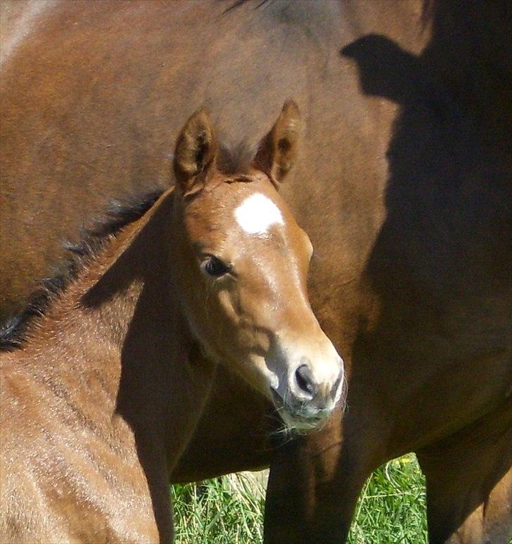 Dansk Varmblod Castana L billede 13