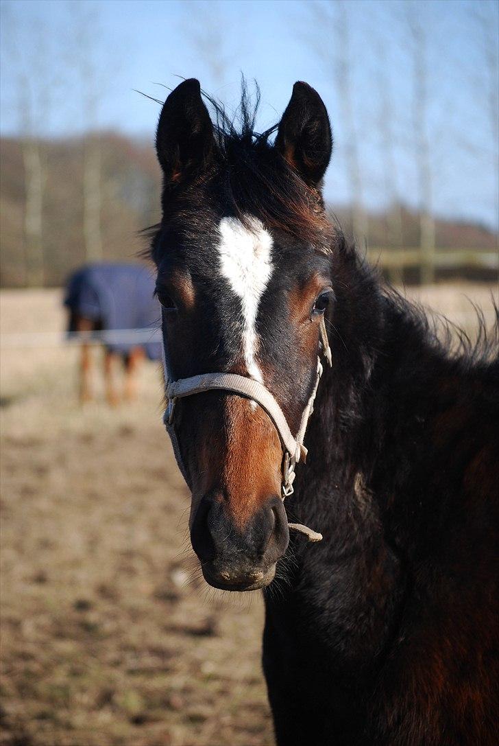 Dansk Varmblod Donna star billede 1
