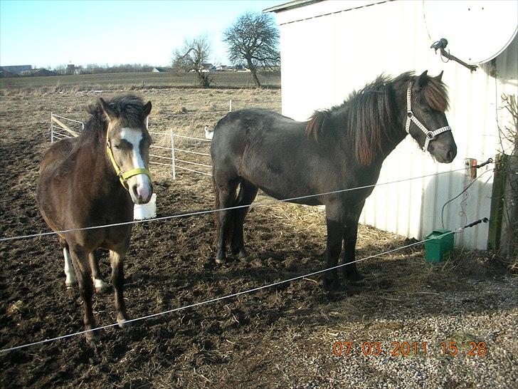 Anden særlig race frida billede 7