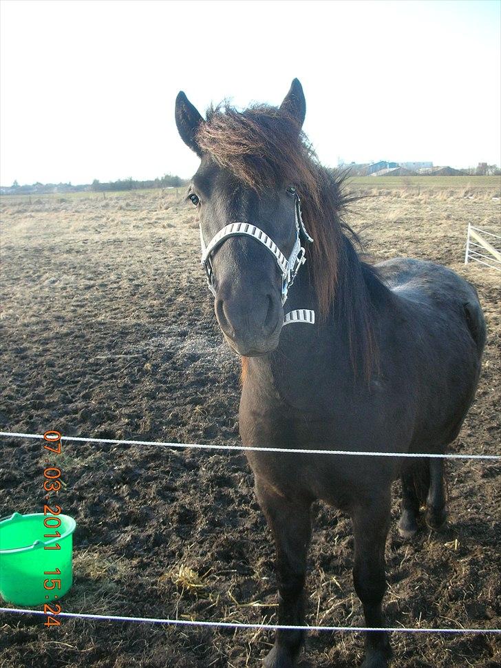 Anden særlig race frida billede 8