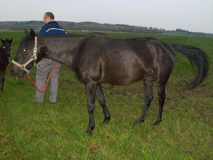 Anden særlig race Dibsi  - Dibsi der lige har fået føl. billede 12