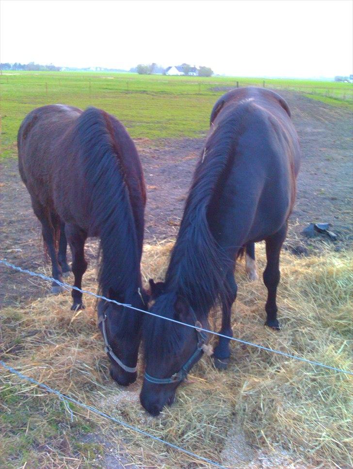 Anden særlig race Dibsi  - Dibsi og hendes føl Frederik der spiser:)<3 billede 6