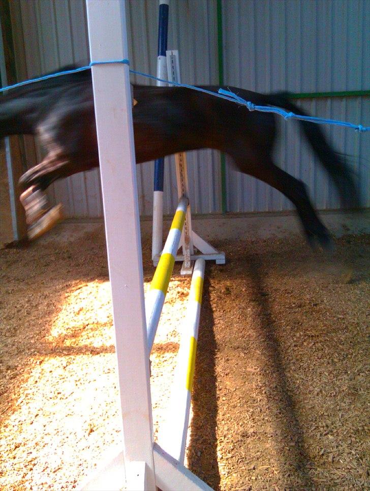 Anden særlig race Dibsi  - Dibsi der løsspringer igen<3:) billede 7