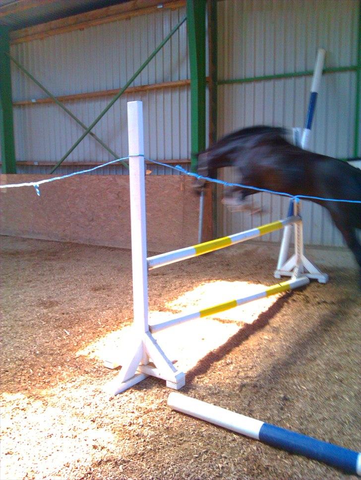 Anden særlig race Dibsi  - igen igen<33 billede 8