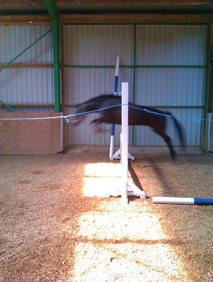 Anden særlig race Dibsi  - Dibsi igen igen igen<33 billede 9