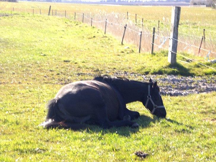 Anden særlig race Dibsi  - Dibsi der er ved at føde. billede 10