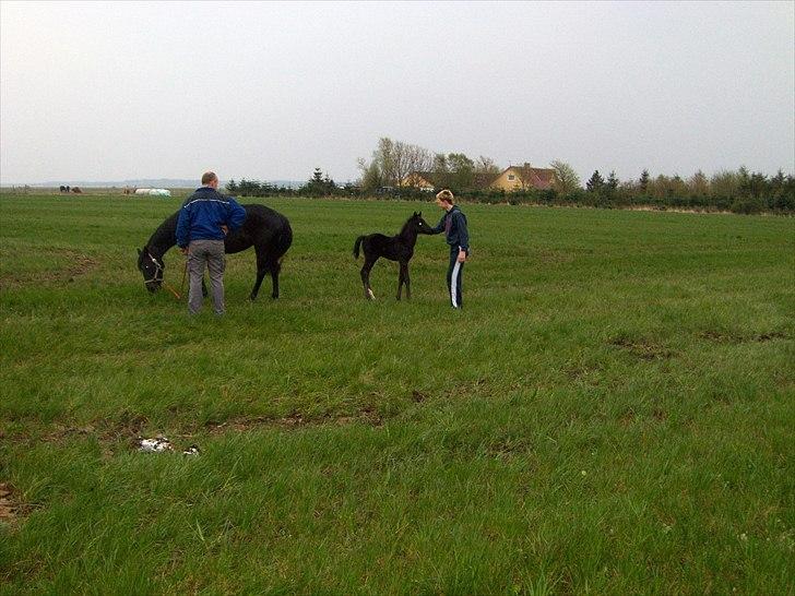 Anden særlig race Dibsi  - Dibsi og hendes lille nye føl frederik<33 billede 11