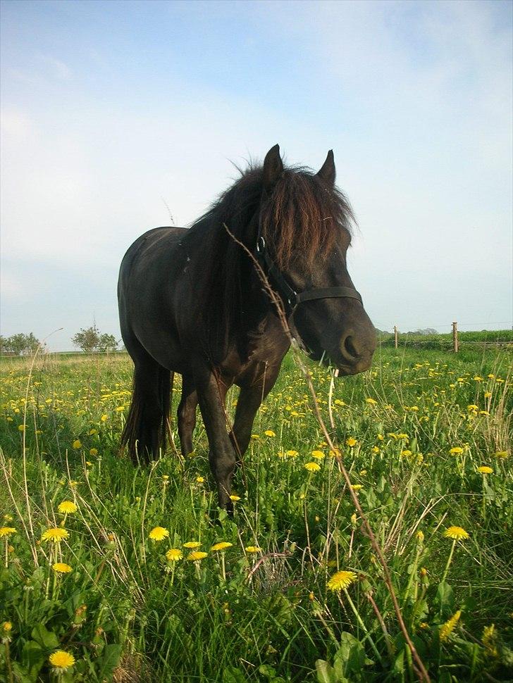Anden særlig race frida billede 9