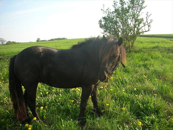 Anden særlig race frida billede 10