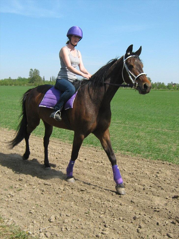 Traver Kiss mac laid billede 15