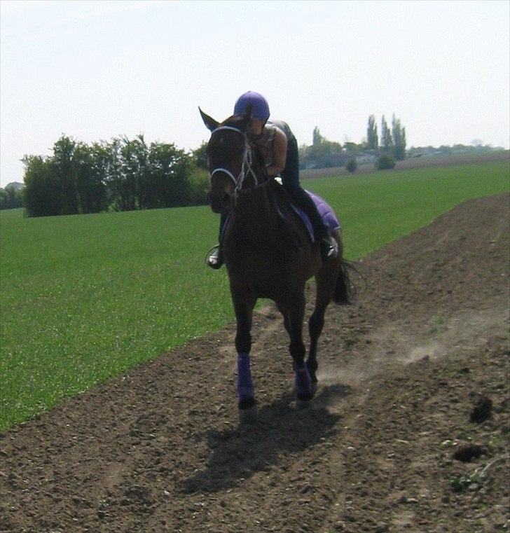 Traver Kiss mac laid billede 19