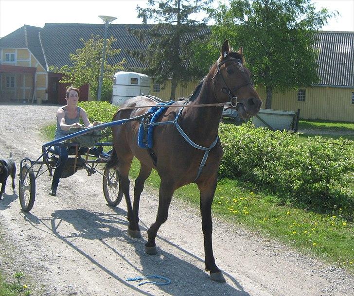 Traver Nemo - Lidt træning.. Juni 2011 billede 5