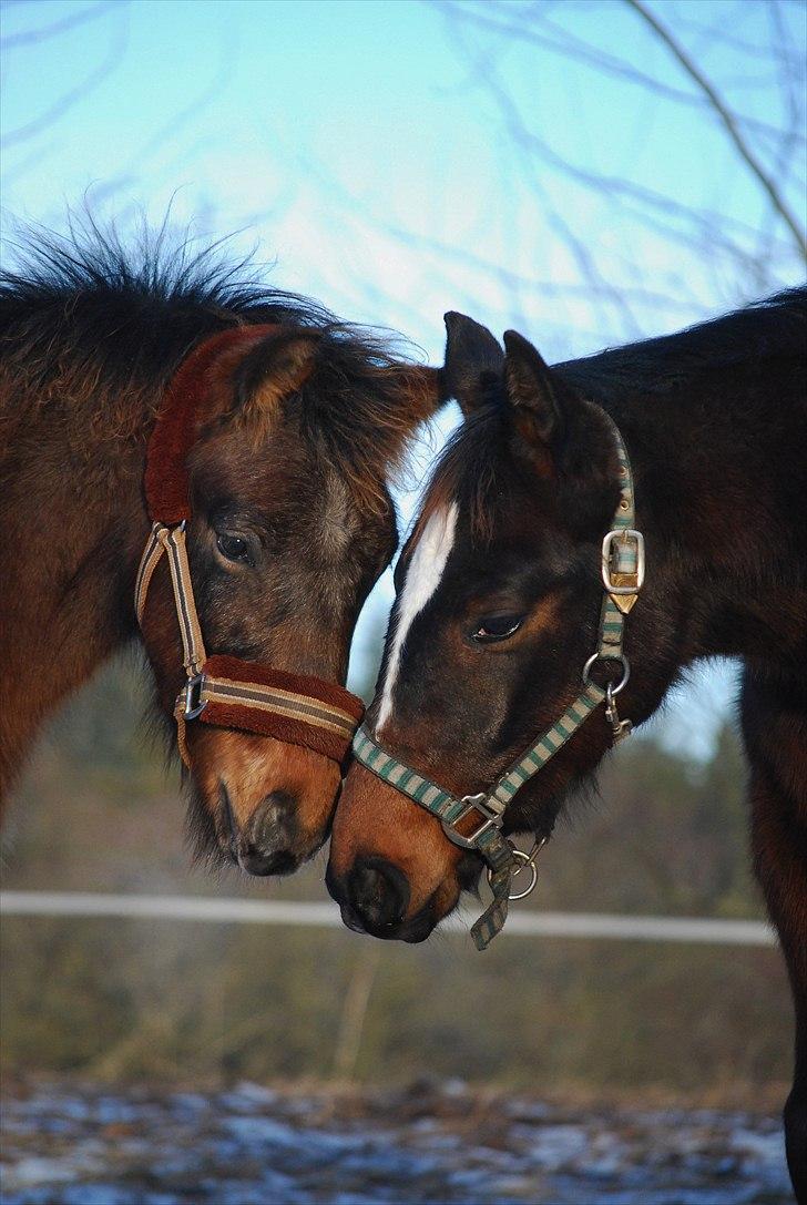 Dansk Varmblod Donna star billede 3