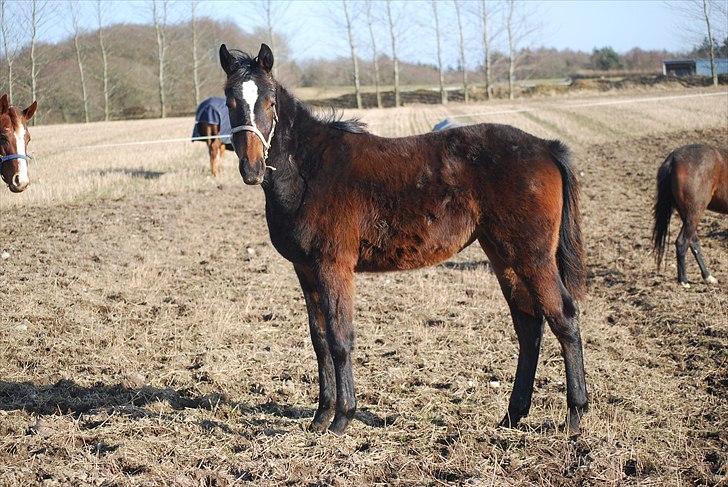 Dansk Varmblod Donna star billede 5