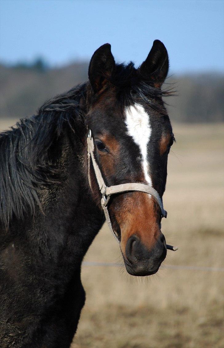 Dansk Varmblod Donna star billede 6
