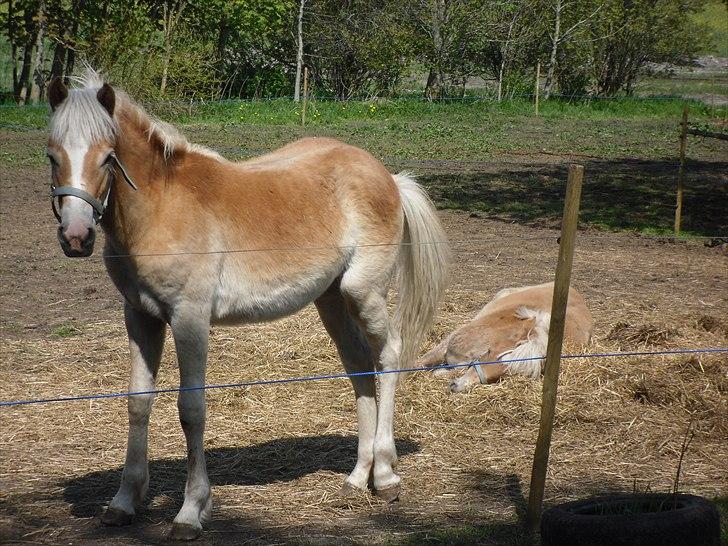 Haflinger Monroe  billede 13