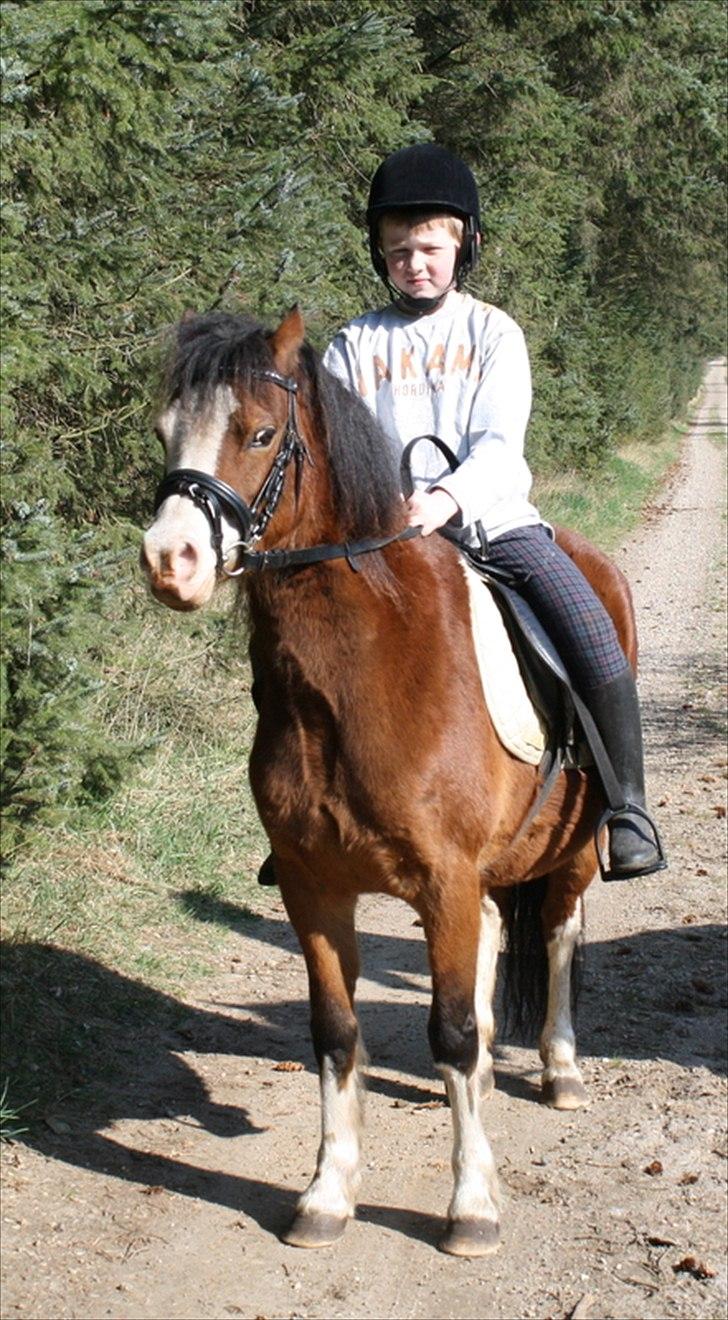 Welsh Mountain (sec A) greukes tari billede 1