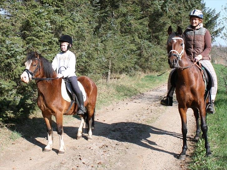 Welsh Mountain (sec A) greukes tari billede 2