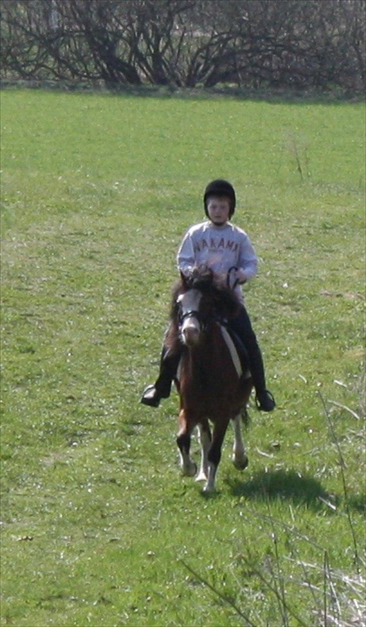 Welsh Mountain (sec A) greukes tari billede 3