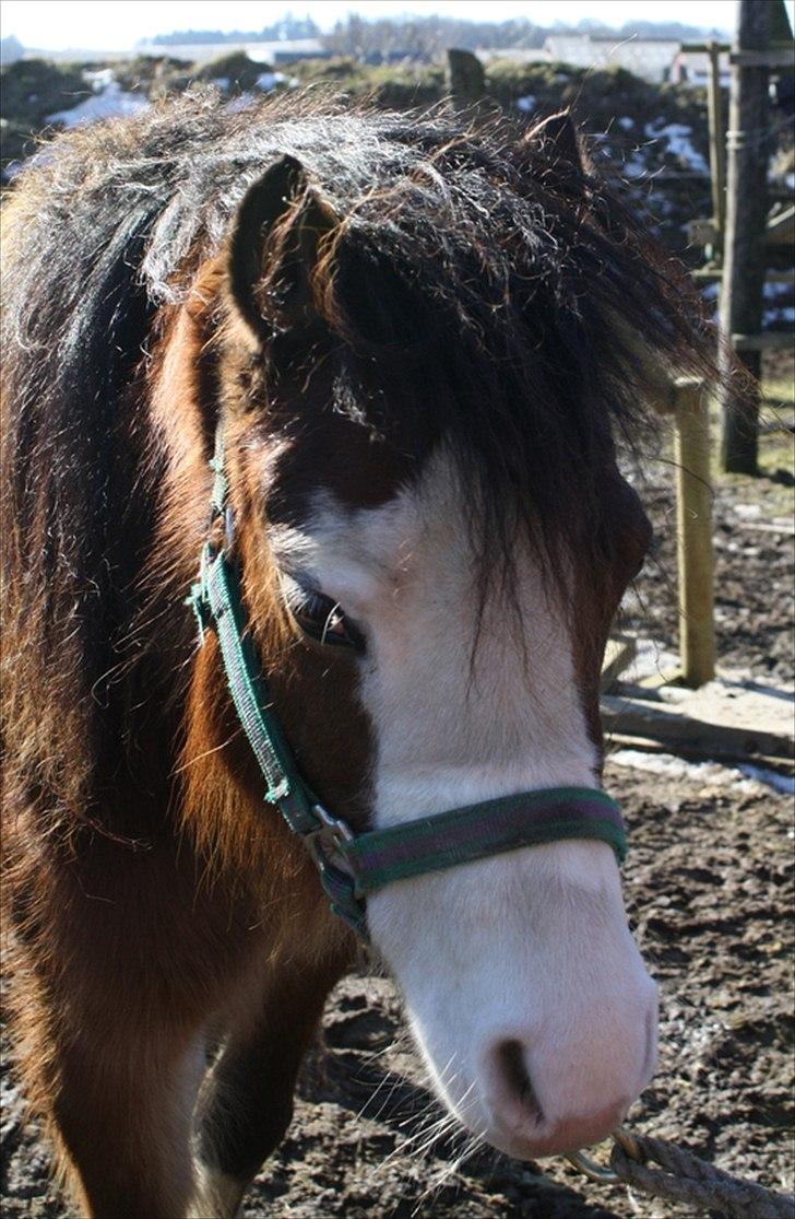 Welsh Mountain (sec A) greukes tari billede 4