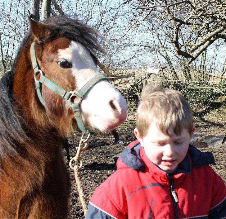 Welsh Mountain (sec A) greukes tari billede 5