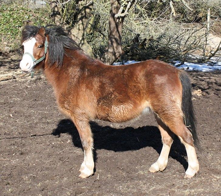 Welsh Mountain (sec A) greukes tari billede 6