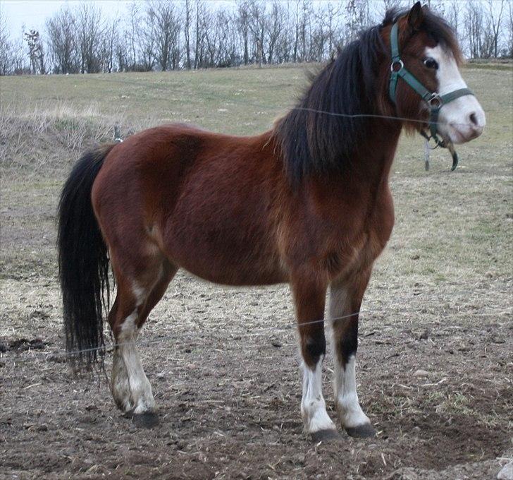 Welsh Mountain (sec A) greukes tari billede 7