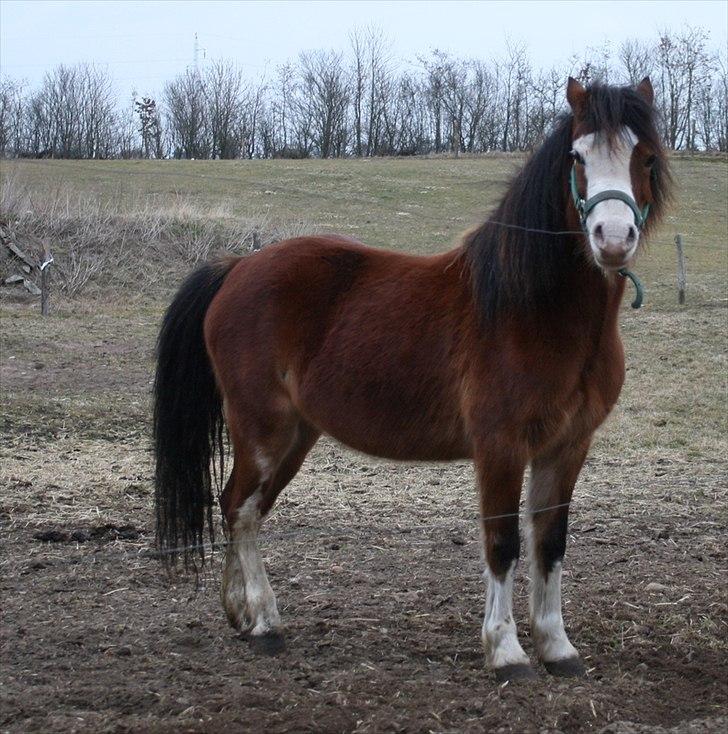 Welsh Mountain (sec A) greukes tari billede 8