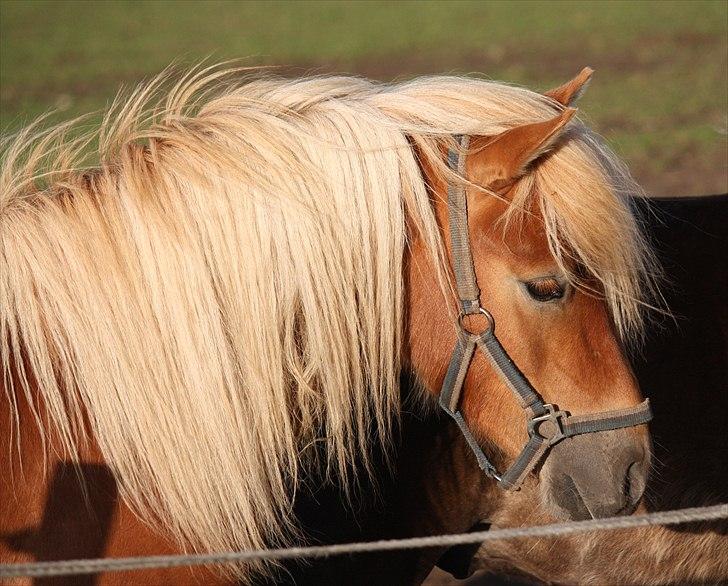 Shetlænder Sir Walther - Sir Walter en sommeraften. Foto Helena billede 18