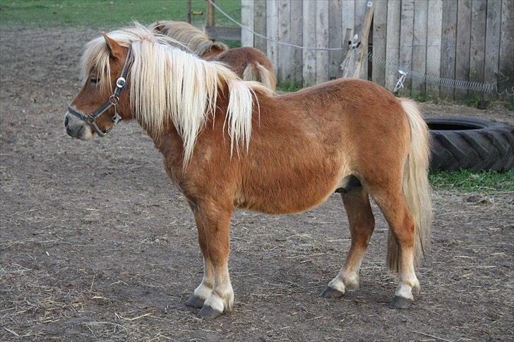 Shetlænder Sir Walther billede 19