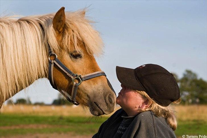 Shetlænder Sir Walther - Sir Walther og mig. Foto Ditte Hesselborg billede 20