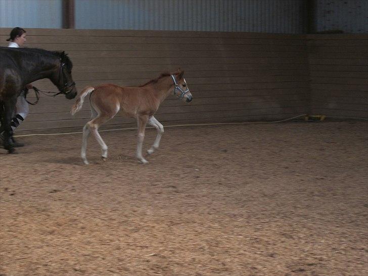 New Forest Lundemarksgaards Aura Ophelia - 15) Aura i ridehuset og træning til Roskilde dyreskue 2011. Fin trav. (De vinder!!!):D D. 7/5 2011. Foto: Mig!:D billede 15