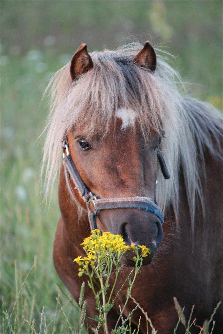 Shetlænder Anton - Anton på græs. Foto Helena billede 17