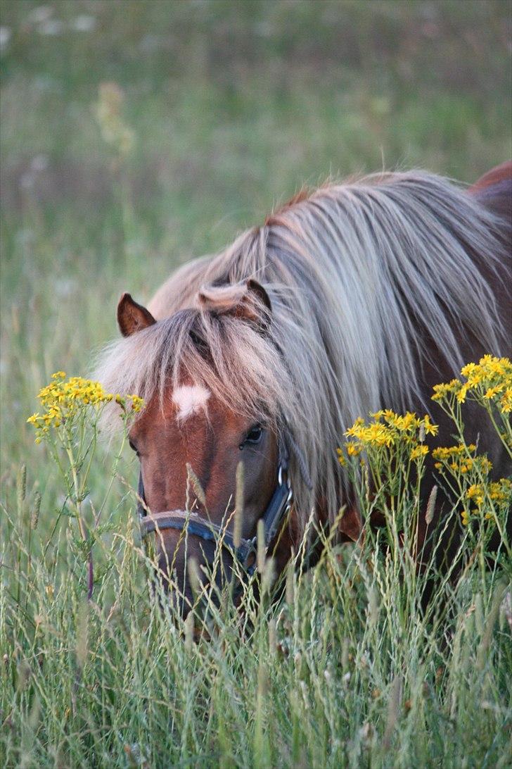 Shetlænder Anton - Min fritidsbeskæftigelse er at æææde. Foto Helena billede 18